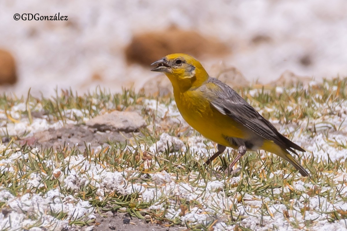 Bright-rumped Yellow-Finch - ML633897636