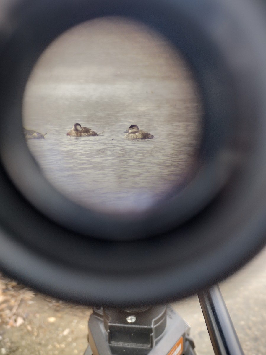 Ruddy Duck - ML633897679