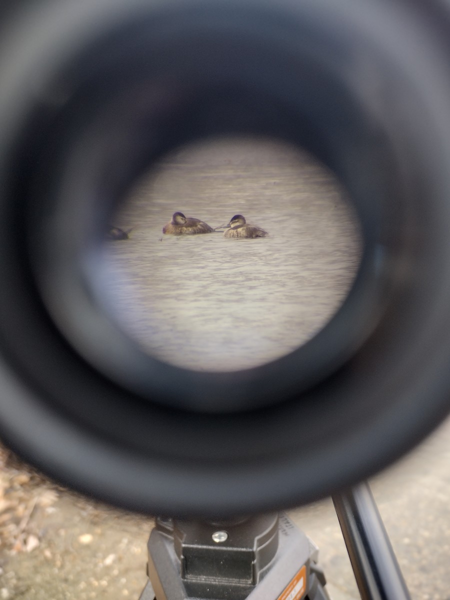 Ruddy Duck - ML633897680