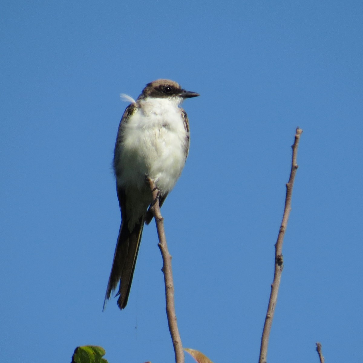 Fork-tailed Flycatcher - ML63389771