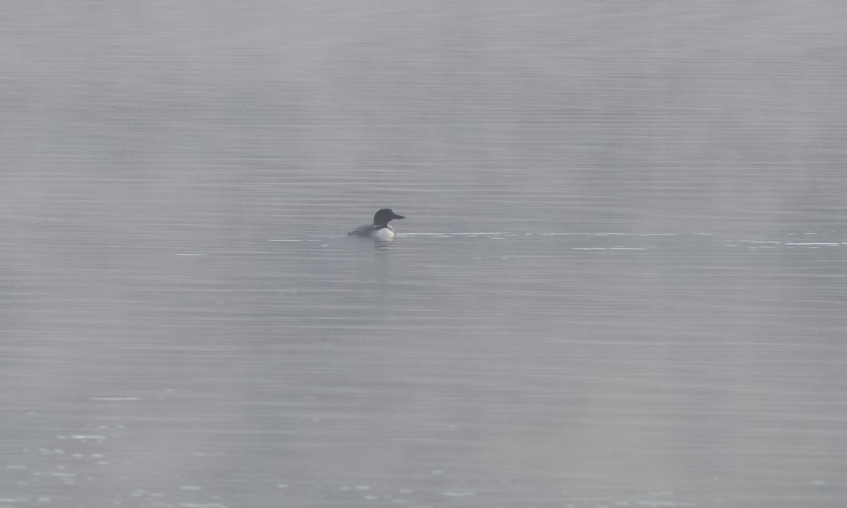 Common Loon - ML633897714