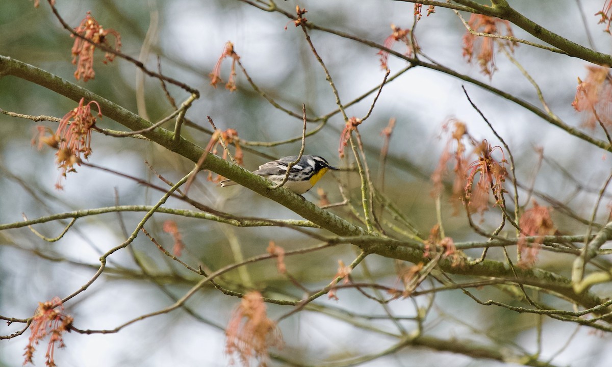 Yellow-throated Warbler - ML633897724
