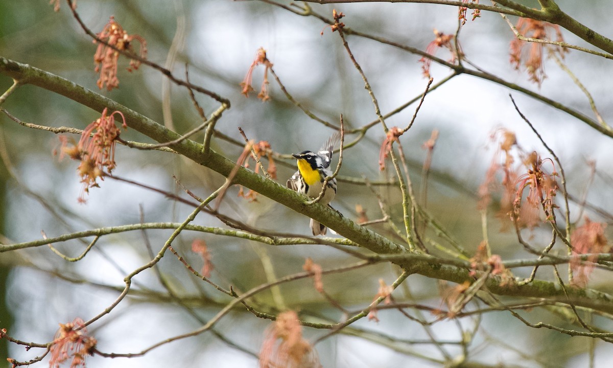 Yellow-throated Warbler - ML633897725