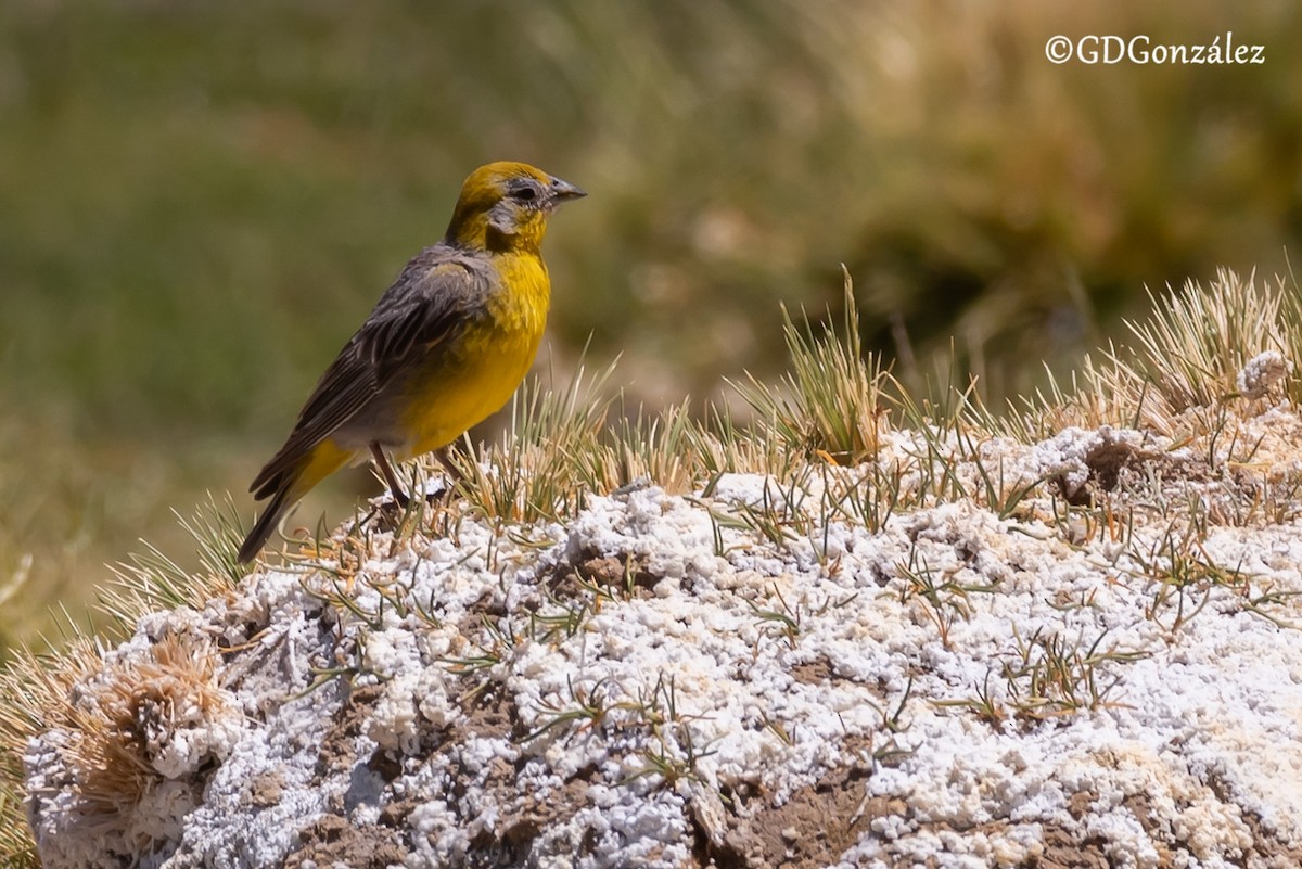 Bright-rumped Yellow-Finch - ML633897738