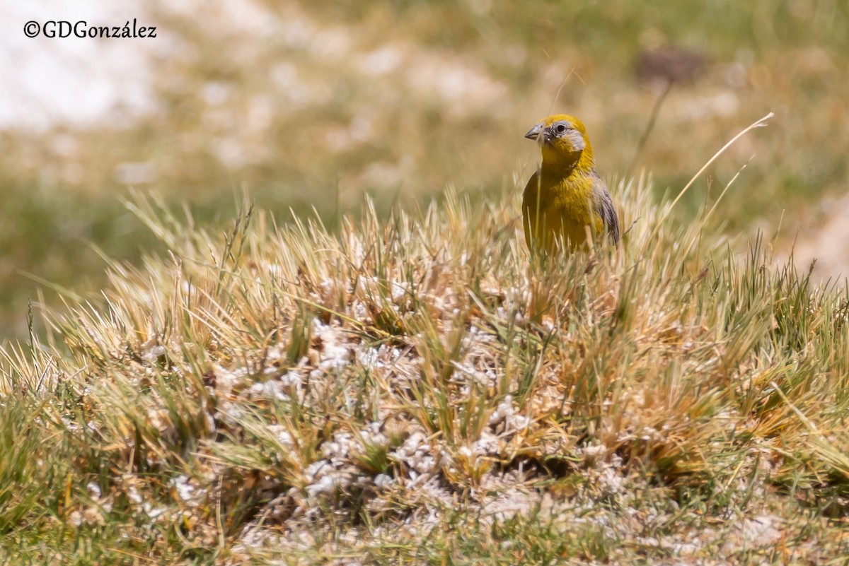 Bright-rumped Yellow-Finch - ML633897739