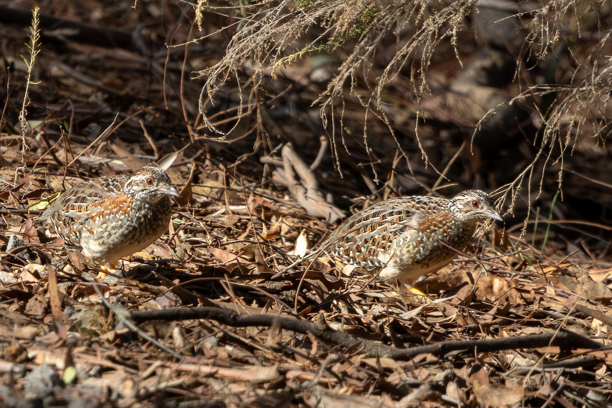 Painted Buttonquail - ML633897766
