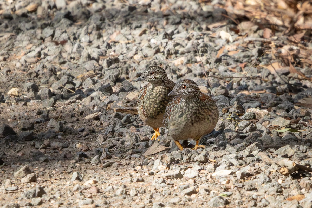 Painted Buttonquail - ML633897774