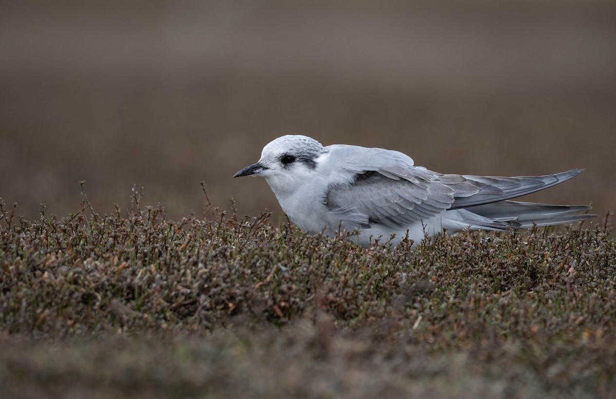 Black-fronted Tern - ML633897781