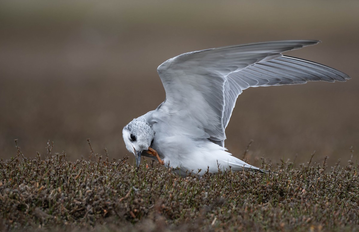 Black-fronted Tern - ML633897782
