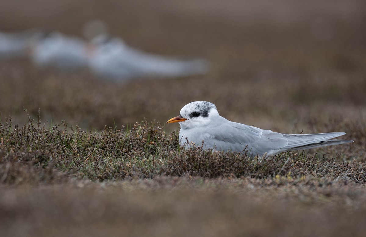 Black-fronted Tern - ML633897785
