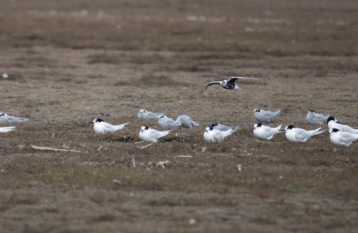 White-winged Tern - ML633897859