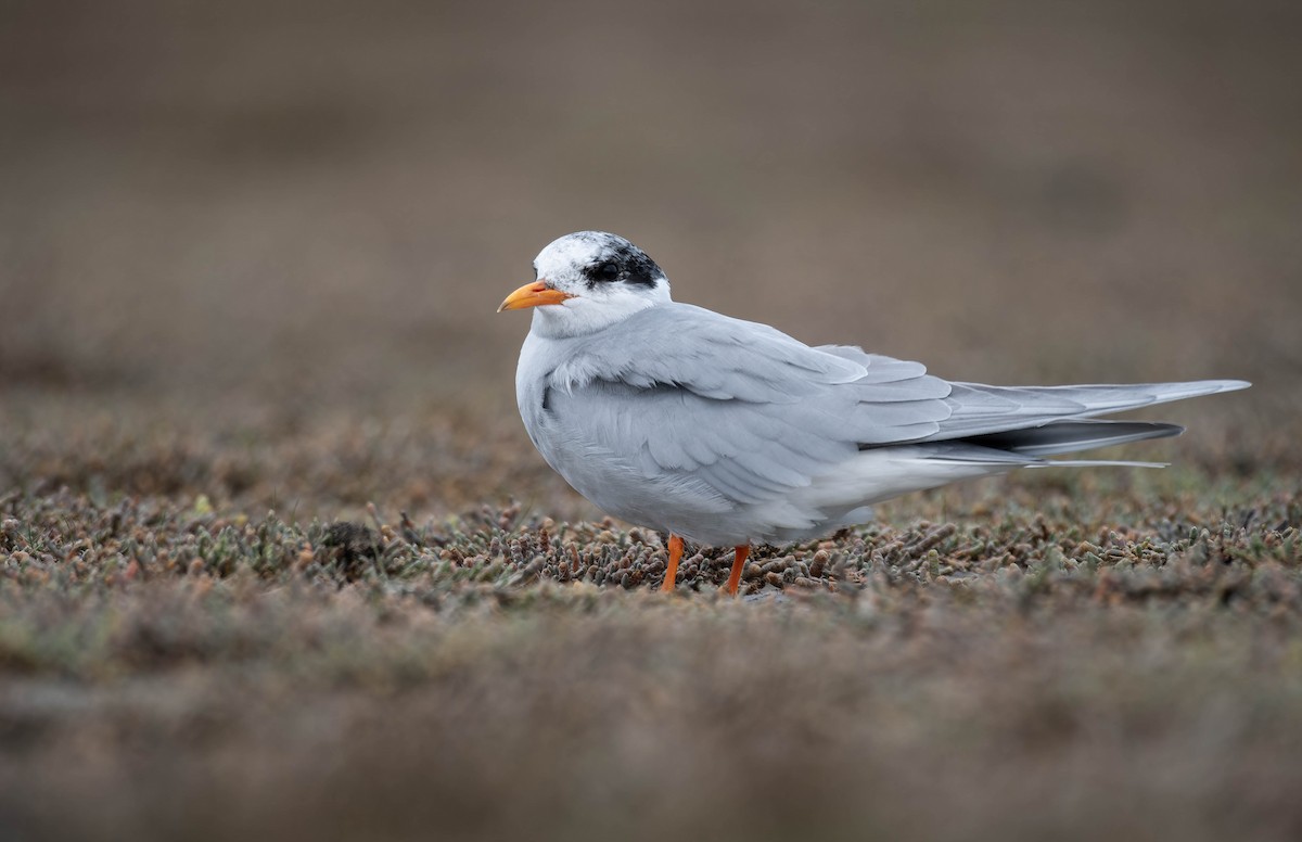 Black-fronted Tern - ML633897861