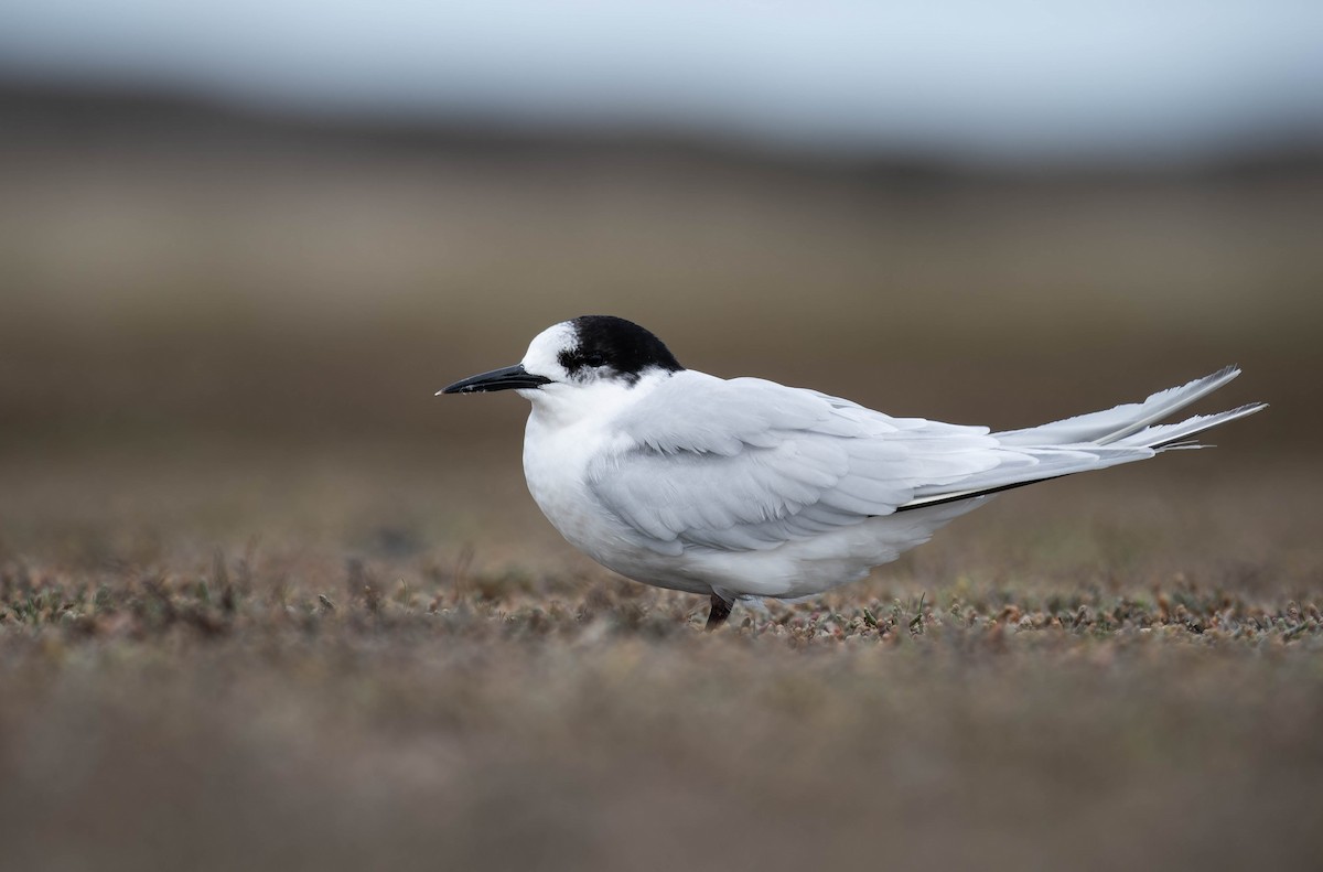White-fronted Tern - ML633897863