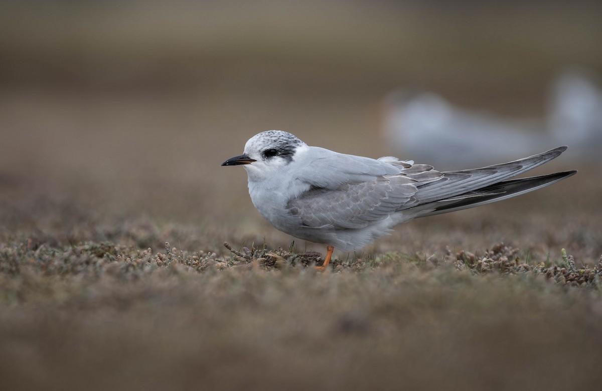 Black-fronted Tern - ML633897866
