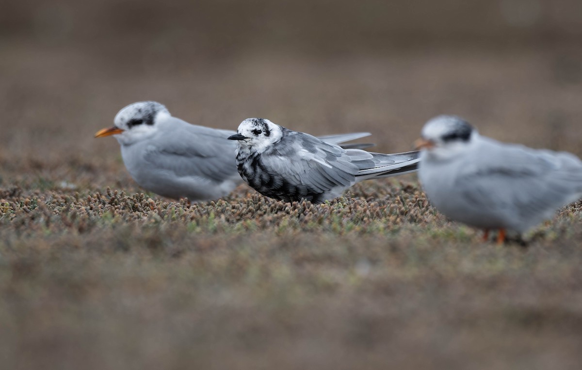 White-winged Tern - ML633897869