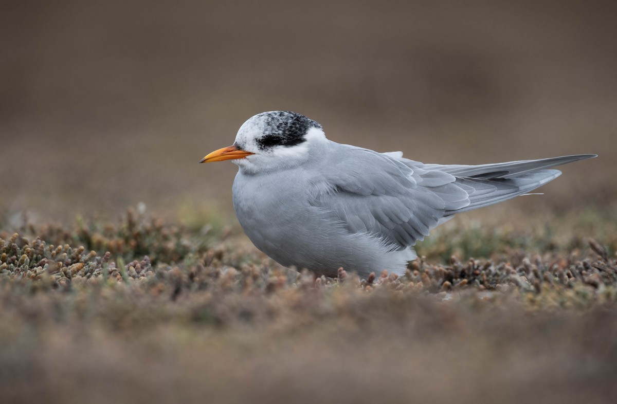 Black-fronted Tern - ML633897873