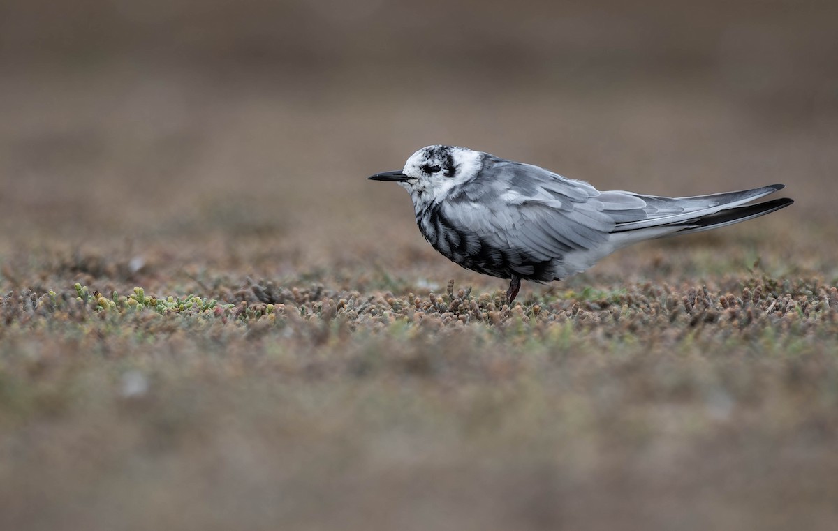 White-winged Tern - ML633897879