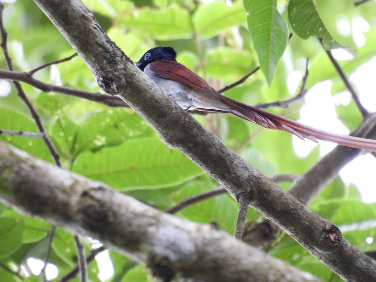 Amur Paradise-Flycatcher - ML633897894