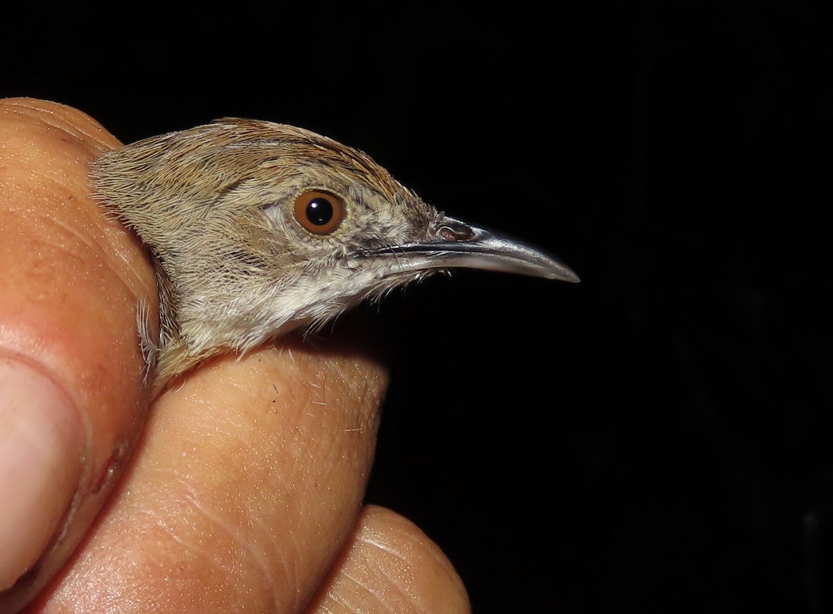 Rufous Cisticola - ML633897952