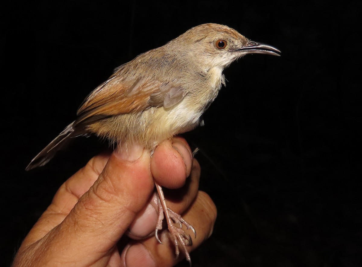Rufous Cisticola - ML633897956