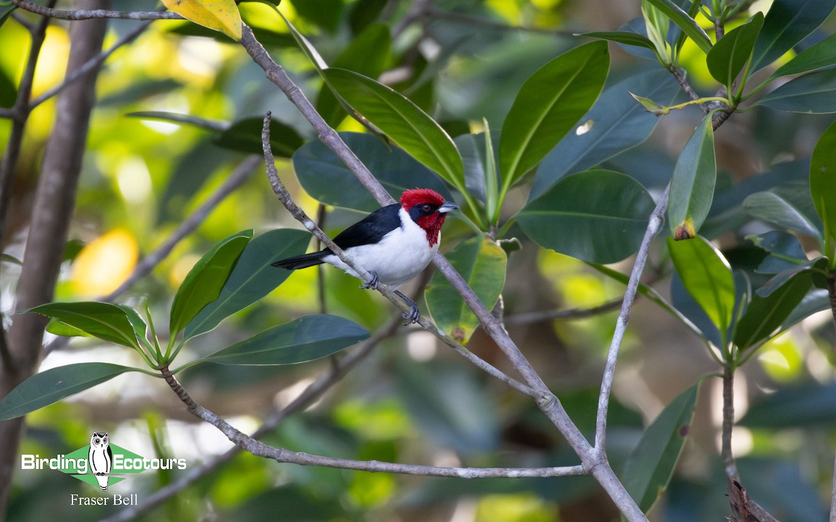 Masked Cardinal - ML633897976