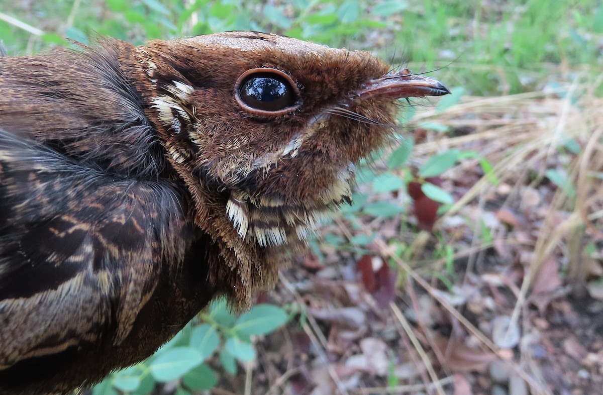 Fiery-necked Nightjar - ML633898115