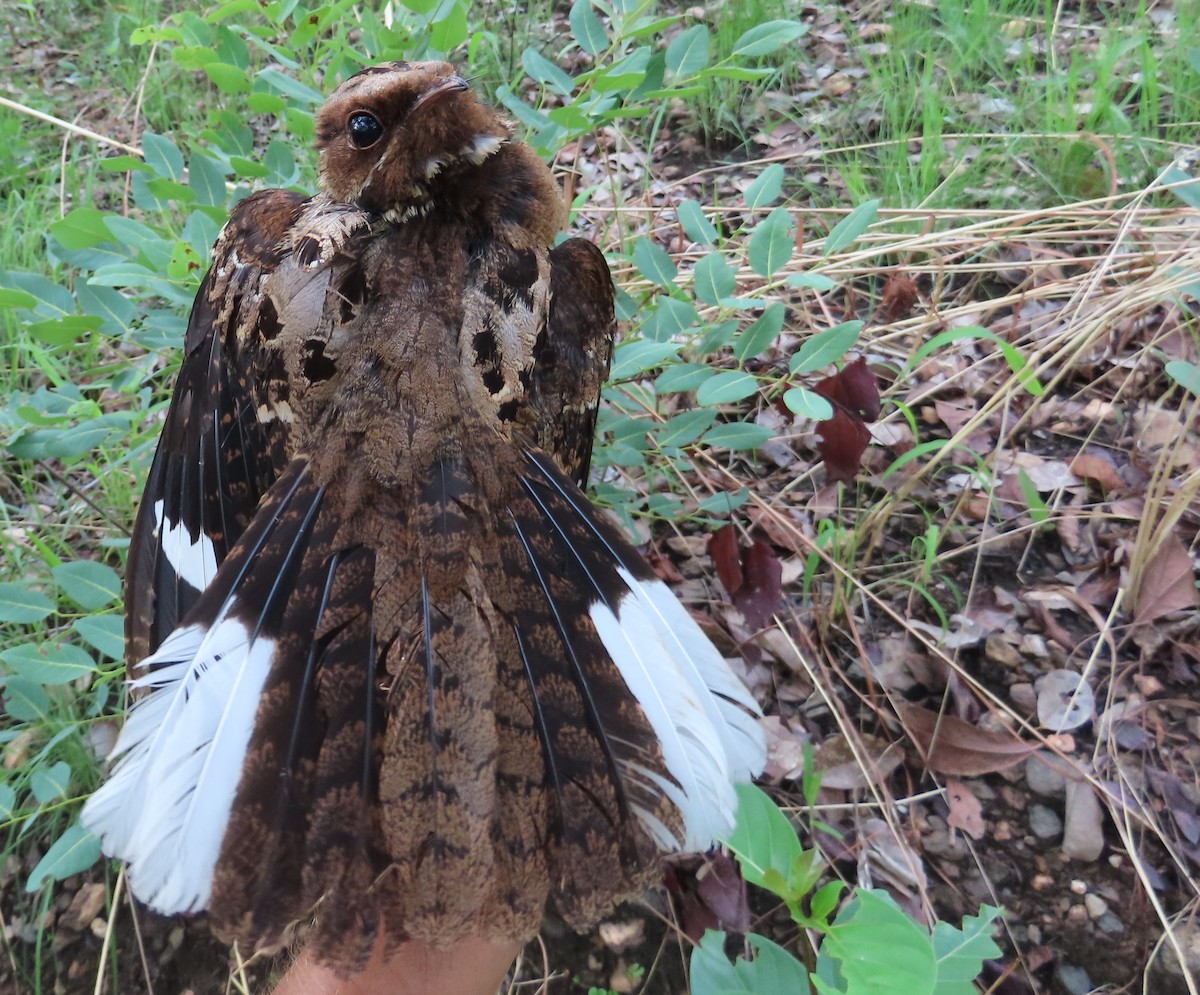 Fiery-necked Nightjar - ML633898124