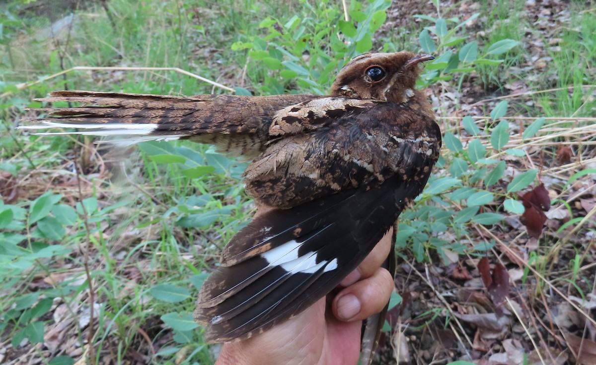 Fiery-necked Nightjar - ML633898129