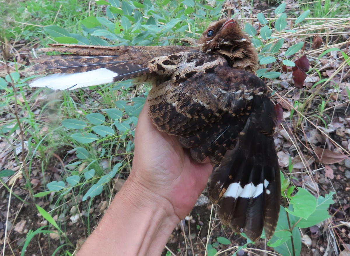 Fiery-necked Nightjar - ML633898134