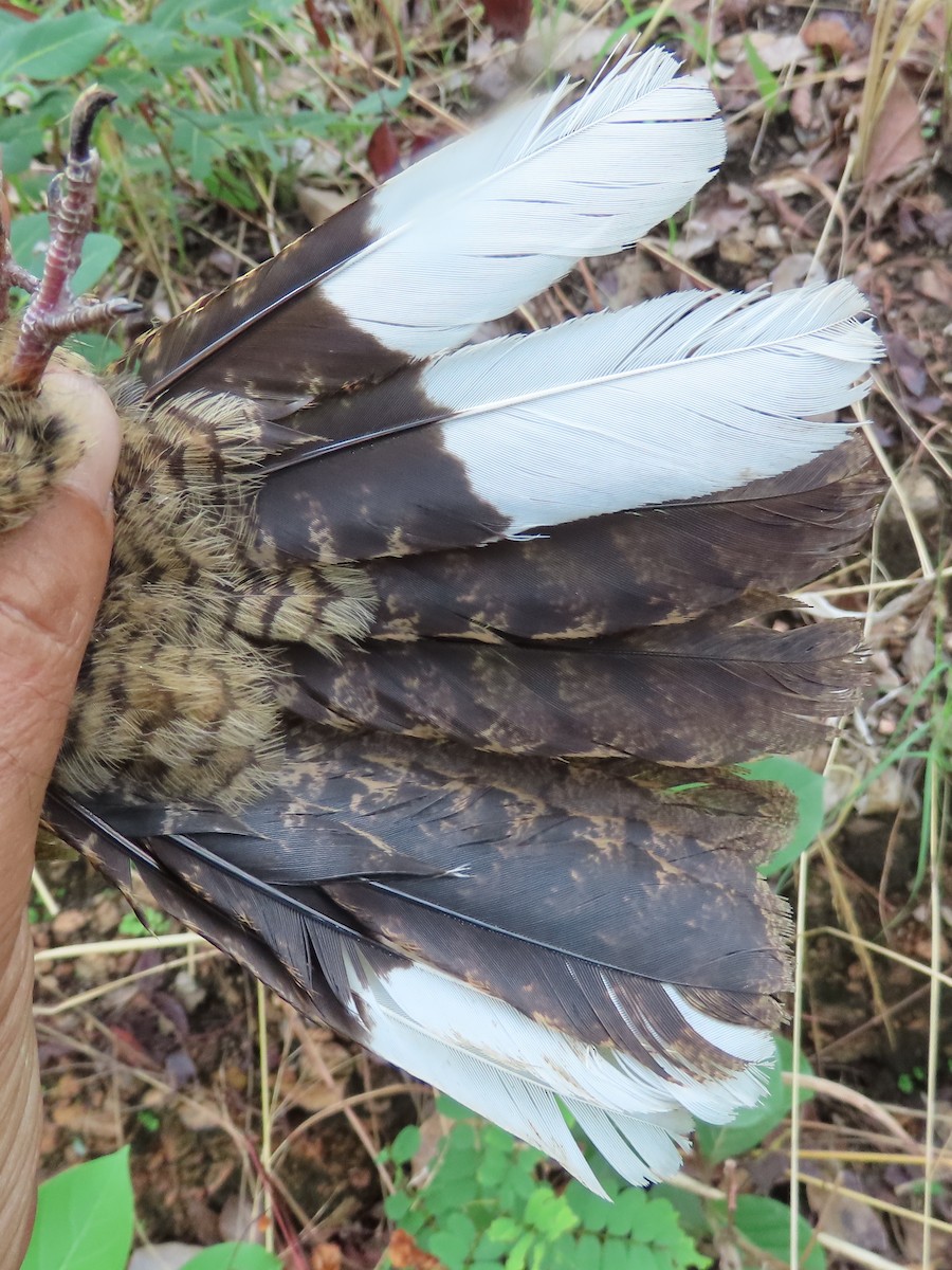 Fiery-necked Nightjar - ML633898135