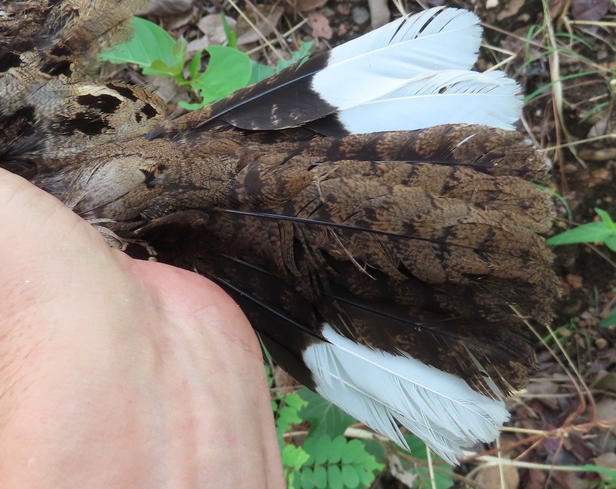 Fiery-necked Nightjar - ML633898138