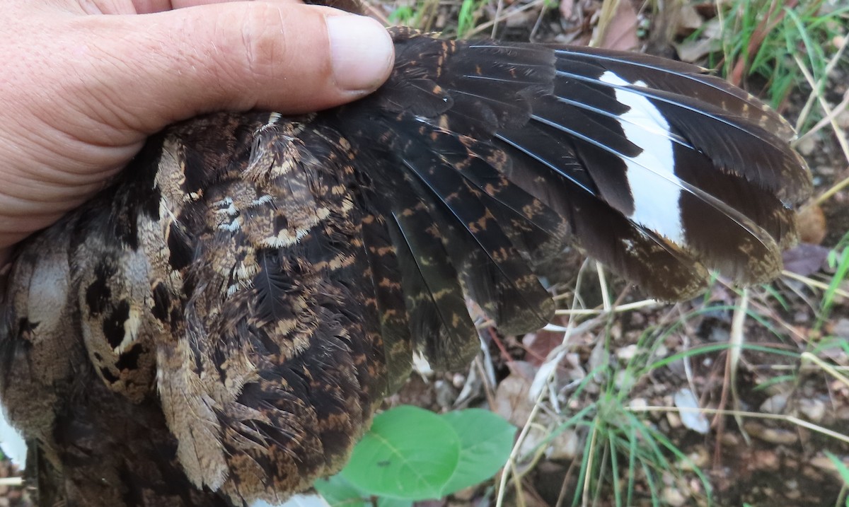 Fiery-necked Nightjar - ML633898142