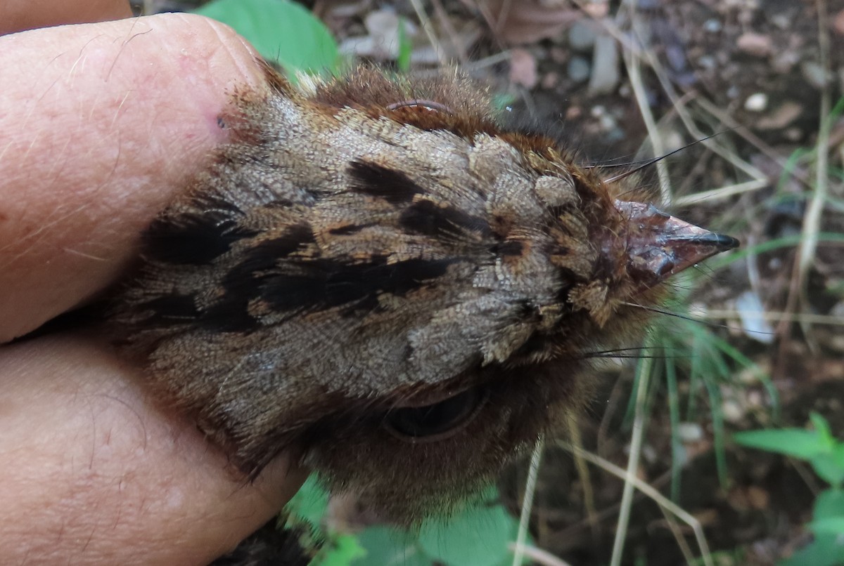 Fiery-necked Nightjar - ML633898144