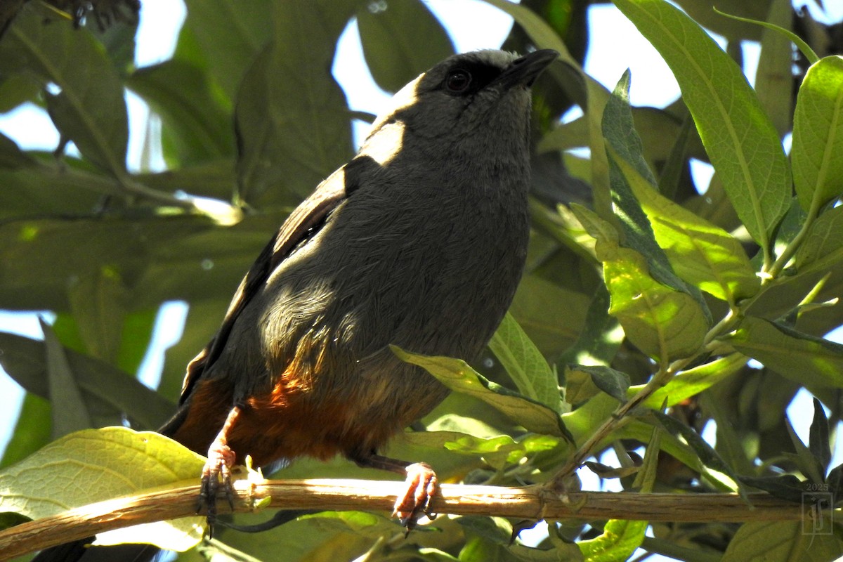 Abyssinian Catbird - ML633898170