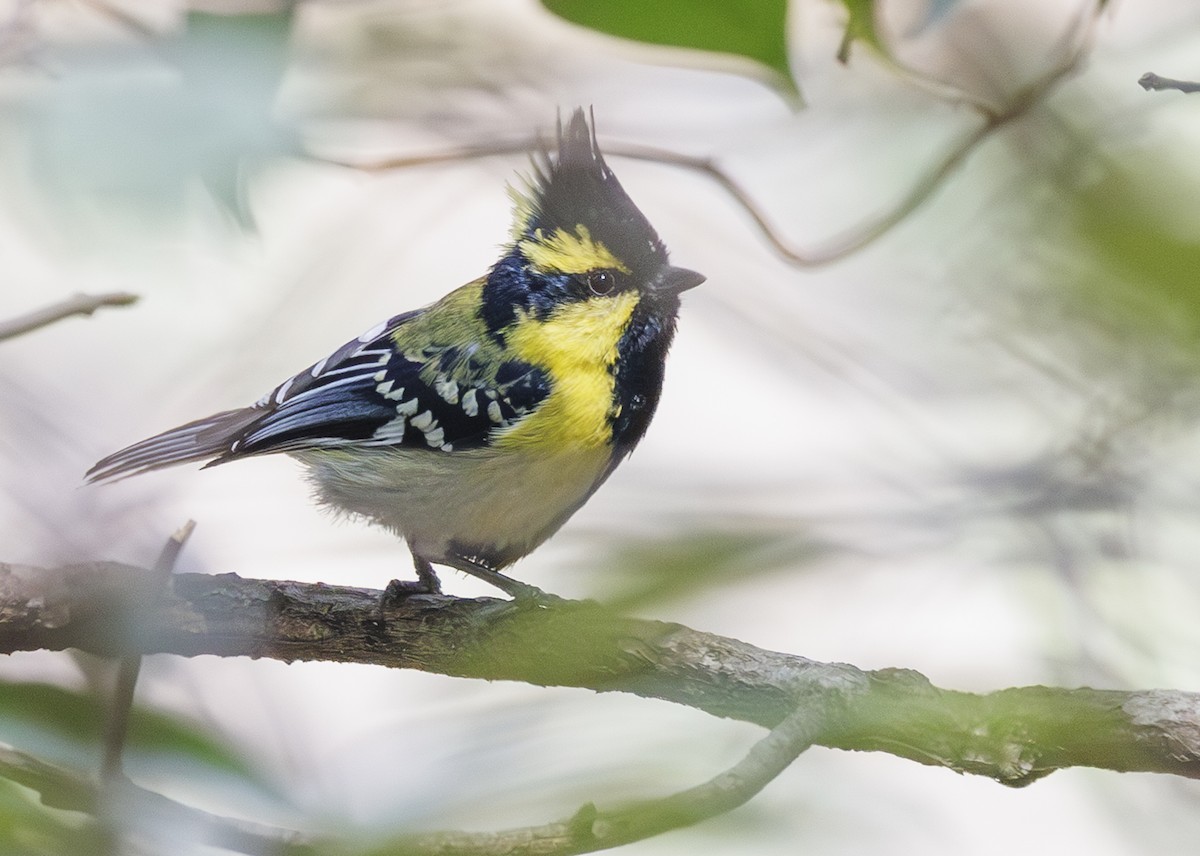 Himalayan Black-lored Tit - ML633898200