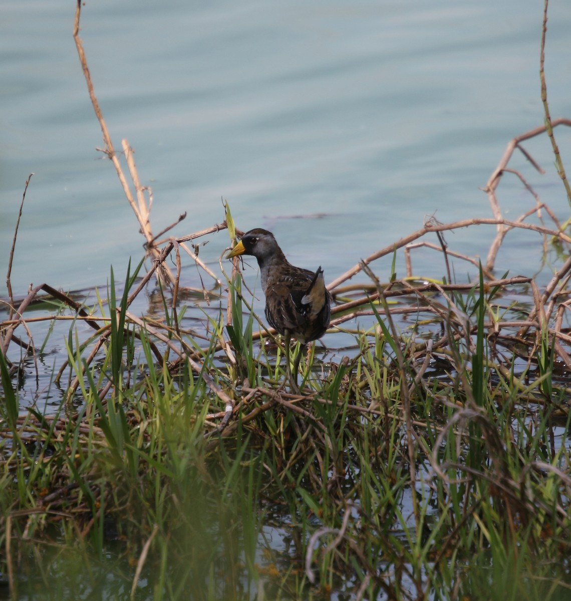 Polluela Sora - ML63389821