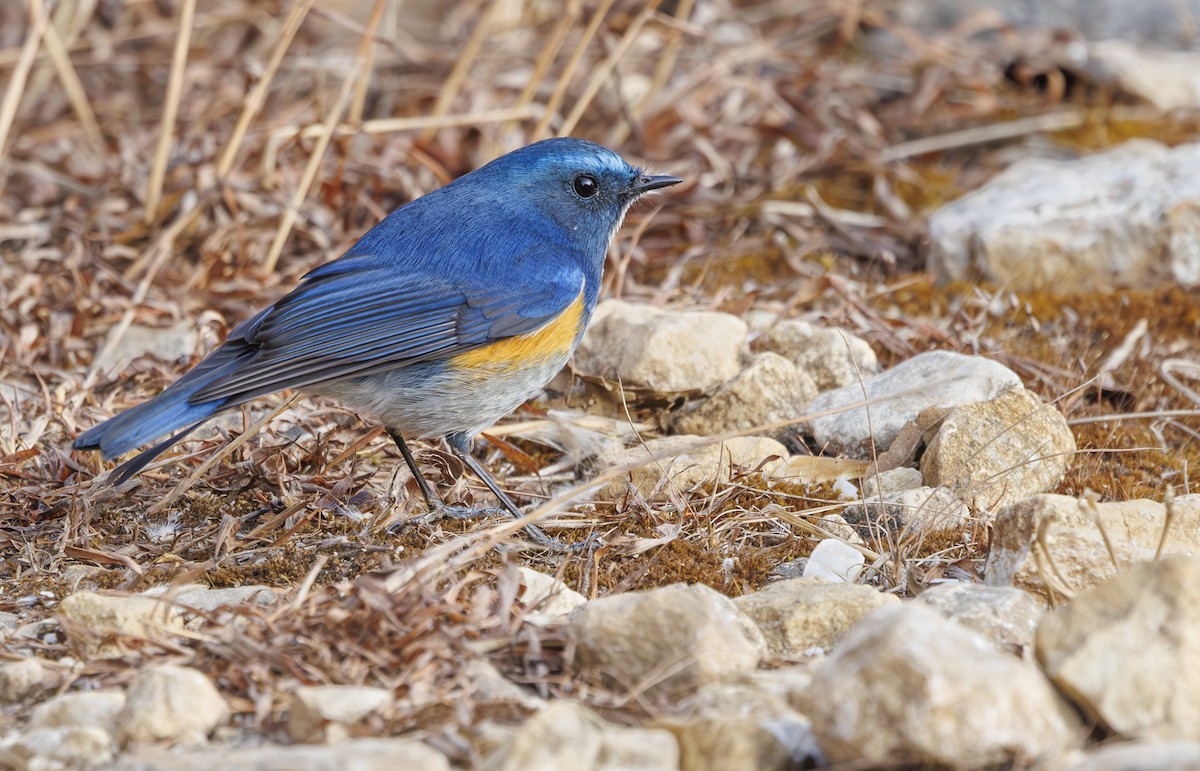 Himalayan Bluetail - ML633898262