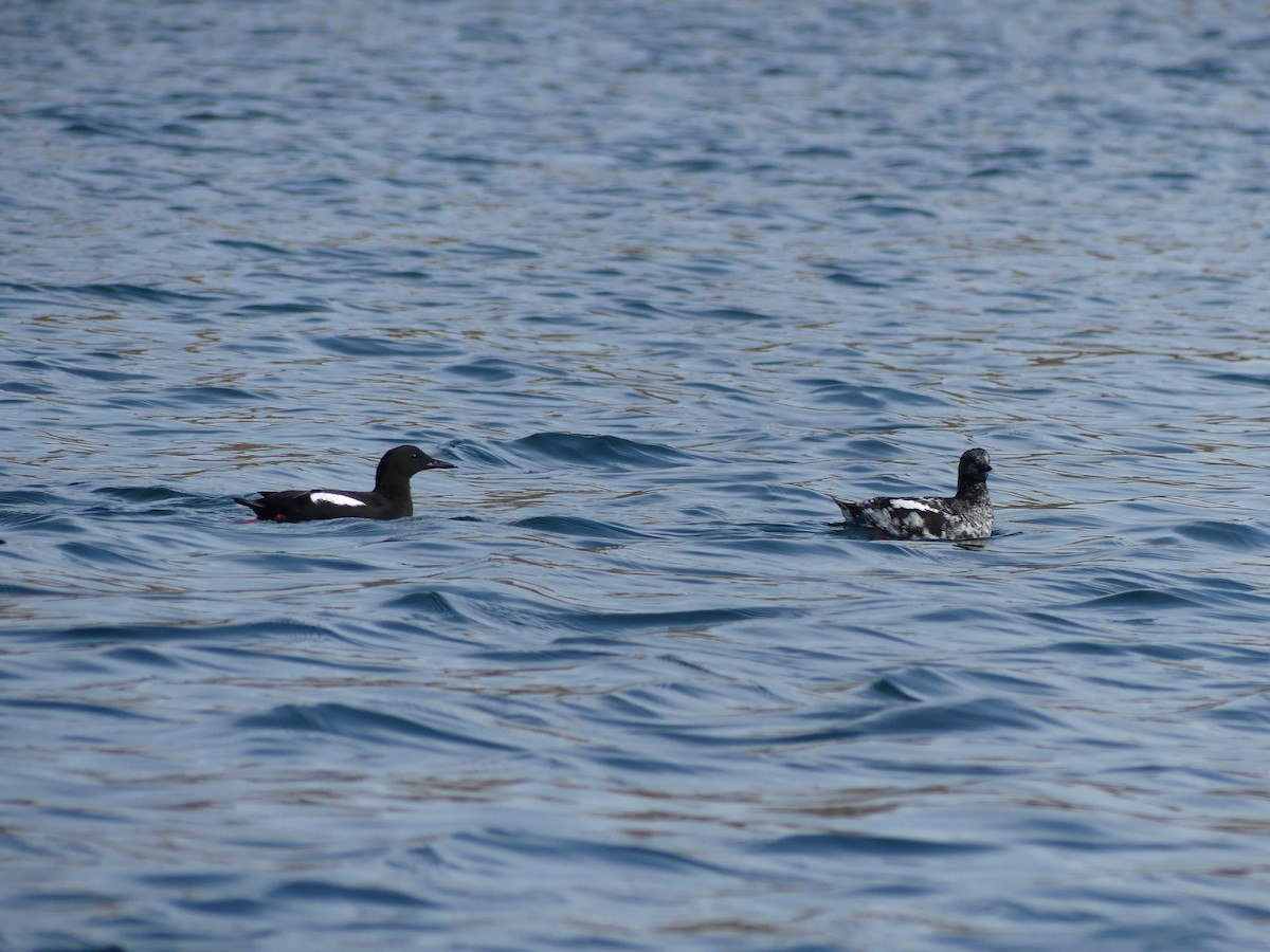 Black Guillemot - ML633898300