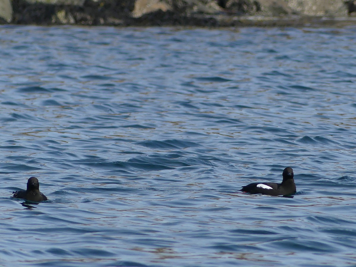 Black Guillemot - ML633898301