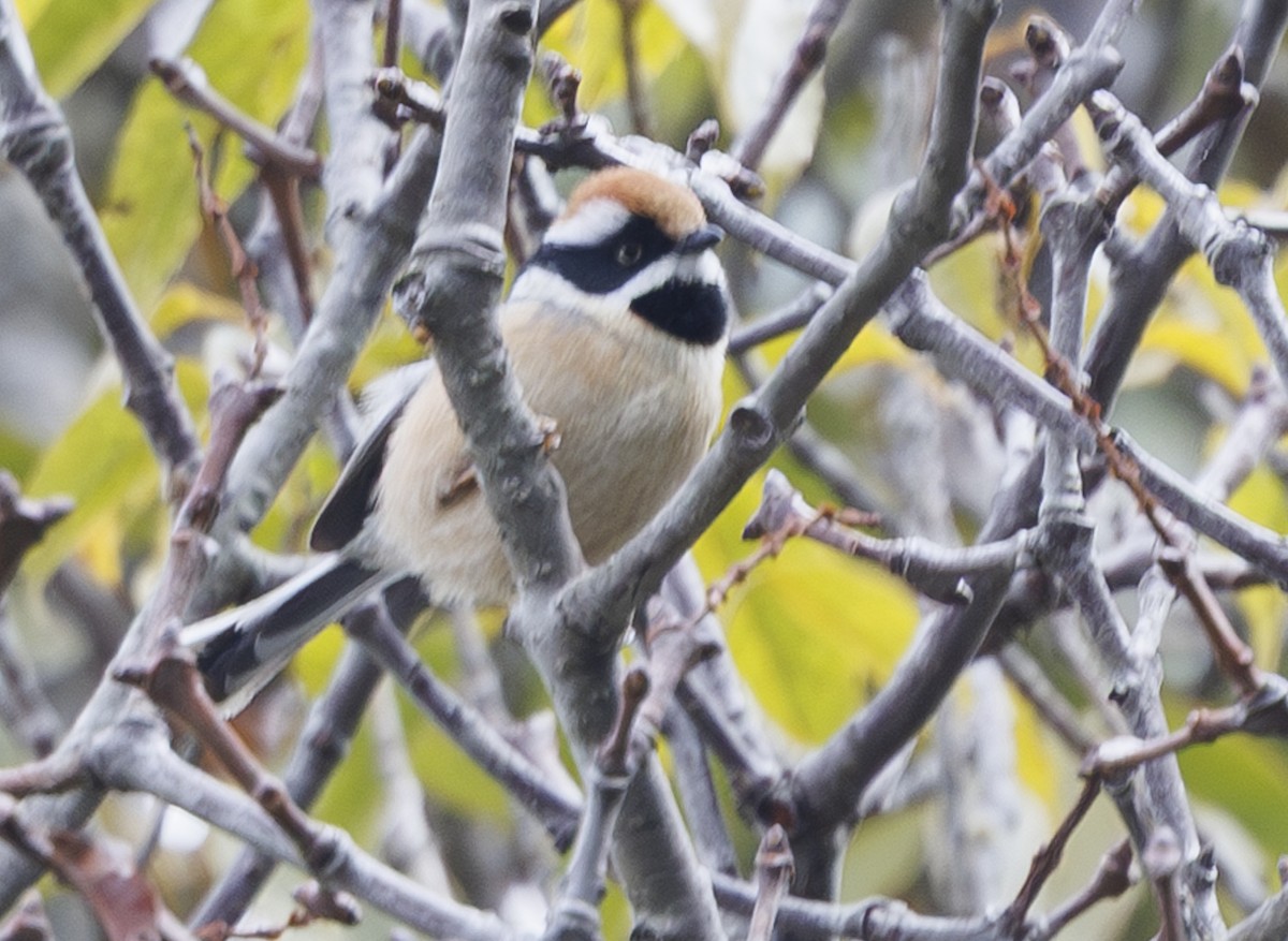 Black-throated Tit (Red-headed) - ML633898319