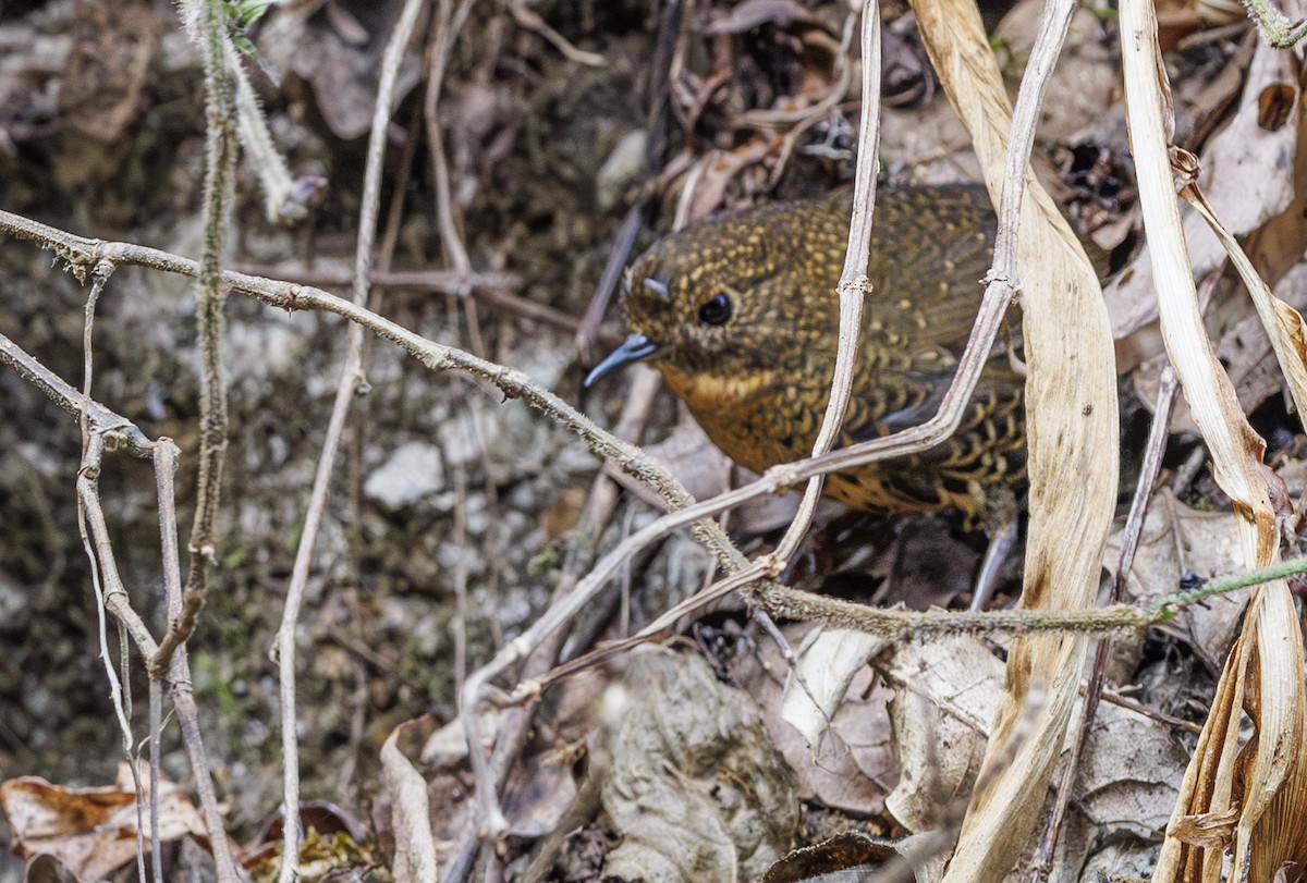 Scaly-breasted Cupwing (Himalayan) - ML633898330