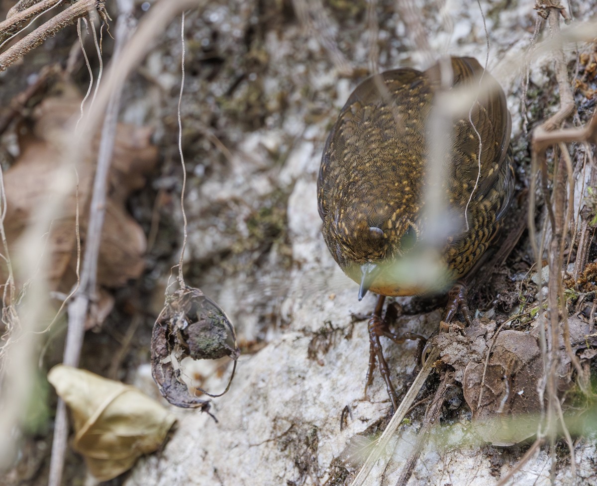 Scaly-breasted Cupwing (Himalayan) - ML633898331