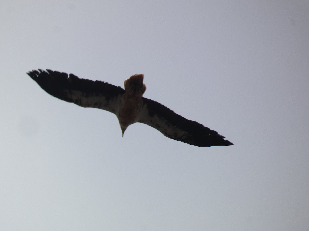 Стерв'ятник білий - ML633898372