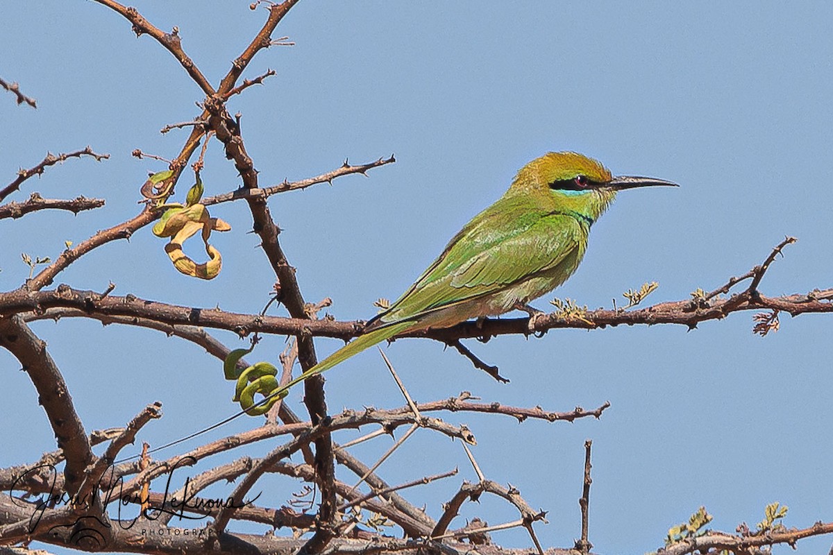African Green Bee-eater - ML633898696
