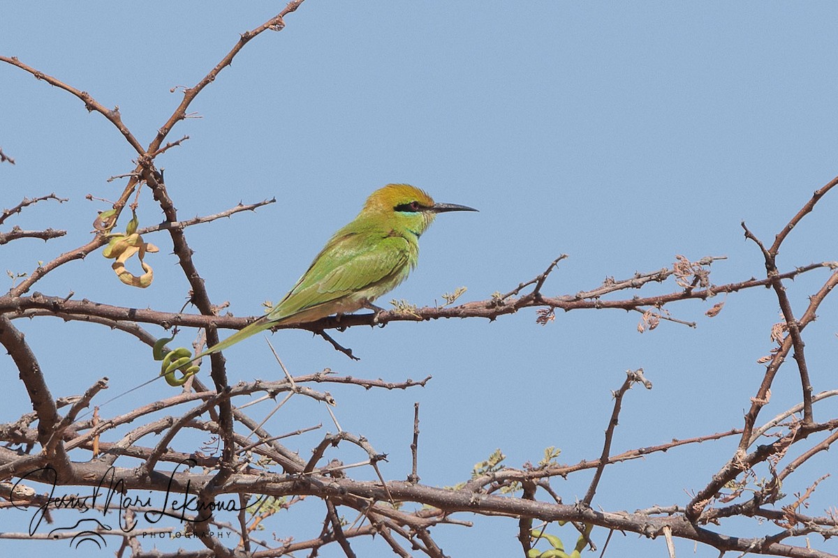 African Green Bee-eater - ML633898718
