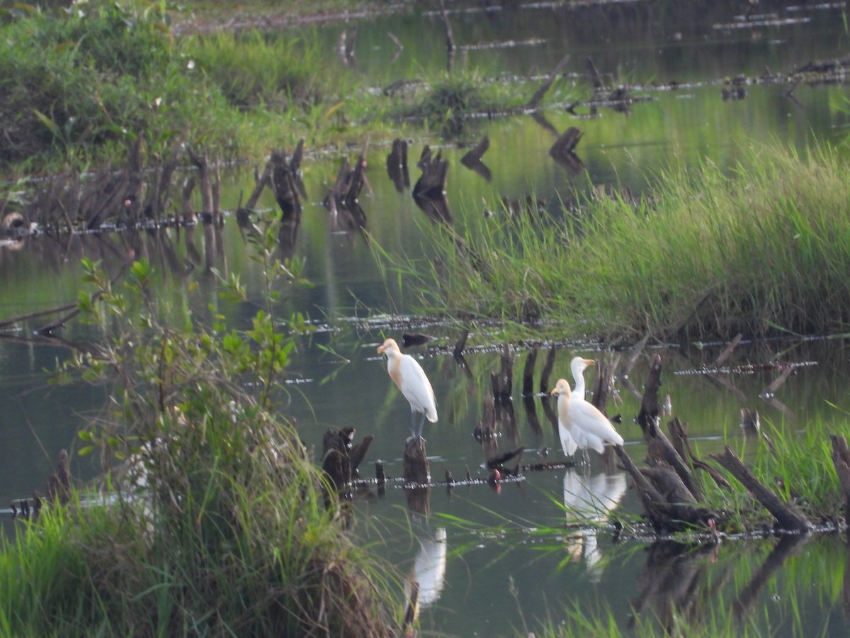 Eastern Cattle-Egret - ML633898829