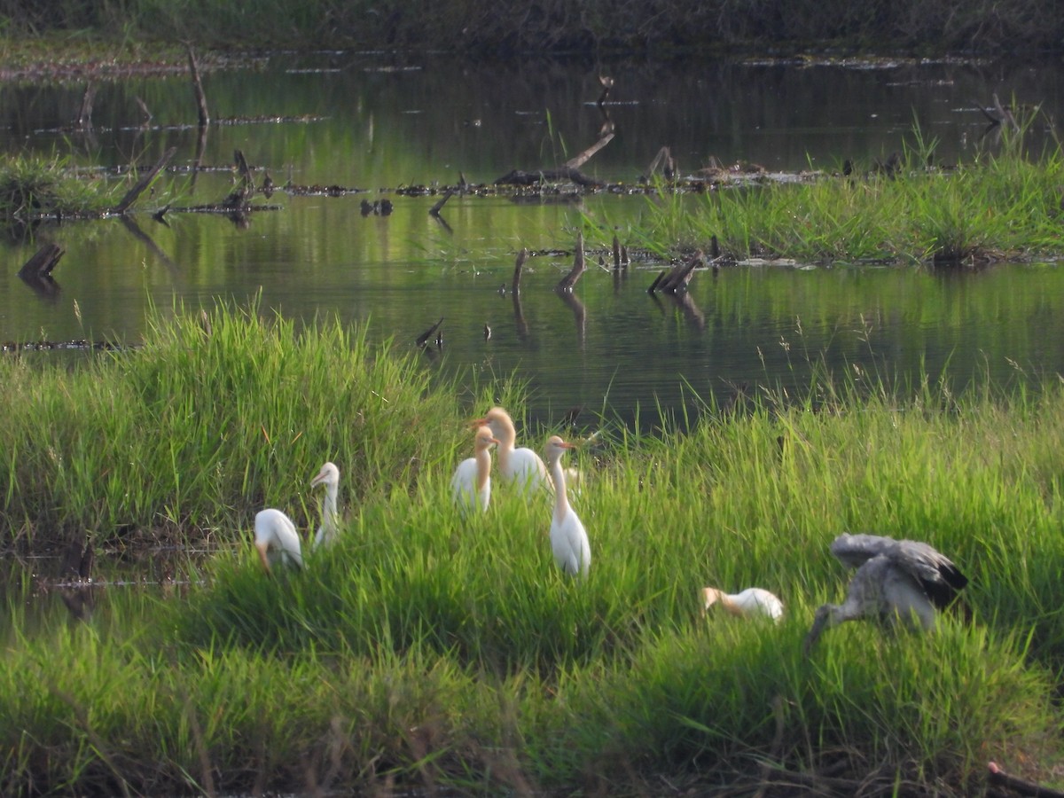 Eastern Cattle-Egret - ML633898901
