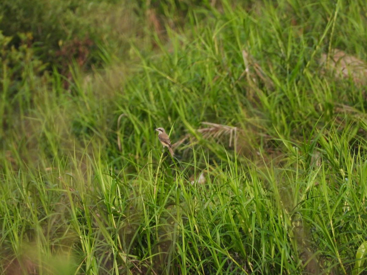 Brown Shrike - ML633898916