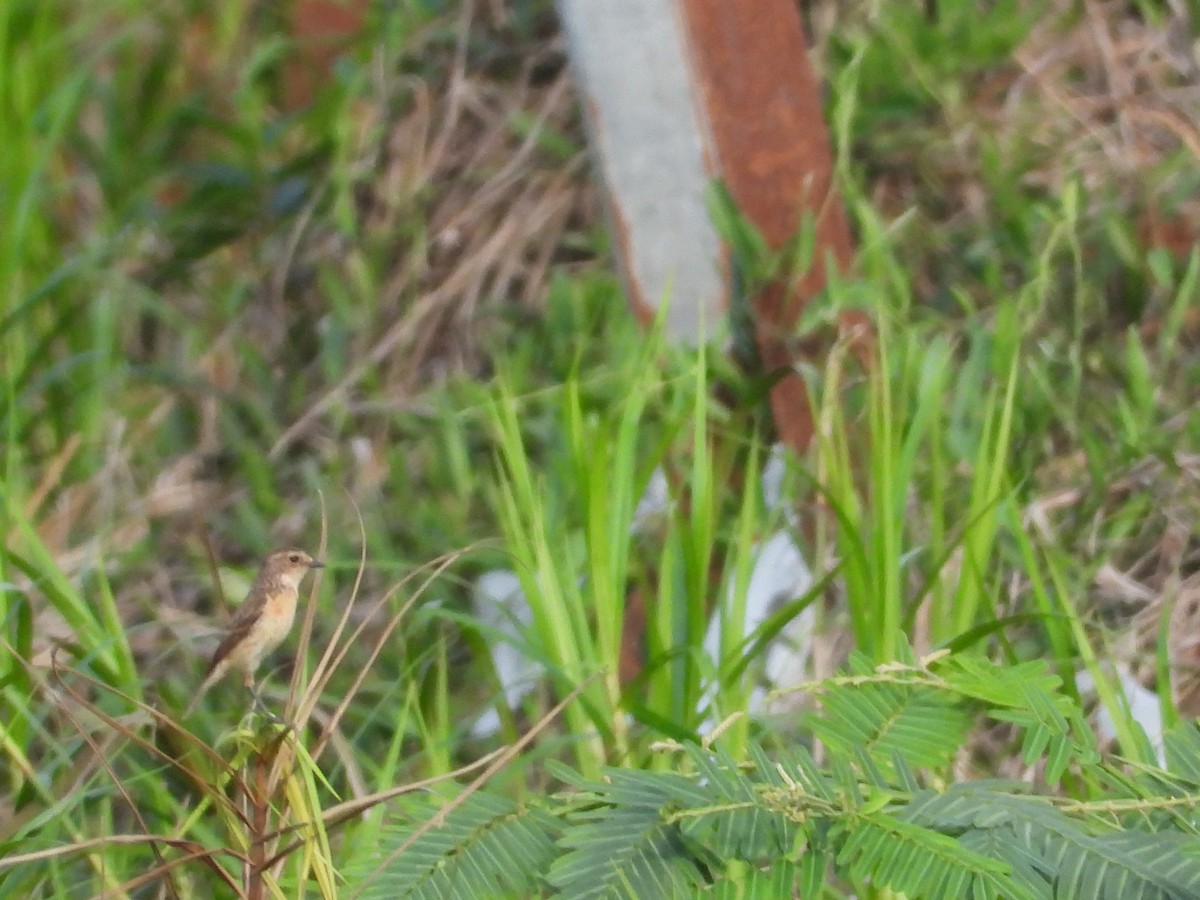 Amur Stonechat - ML633898917