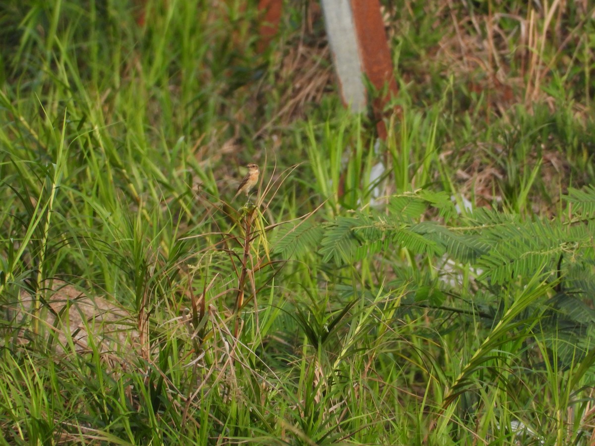 Amur Stonechat - ML633898921